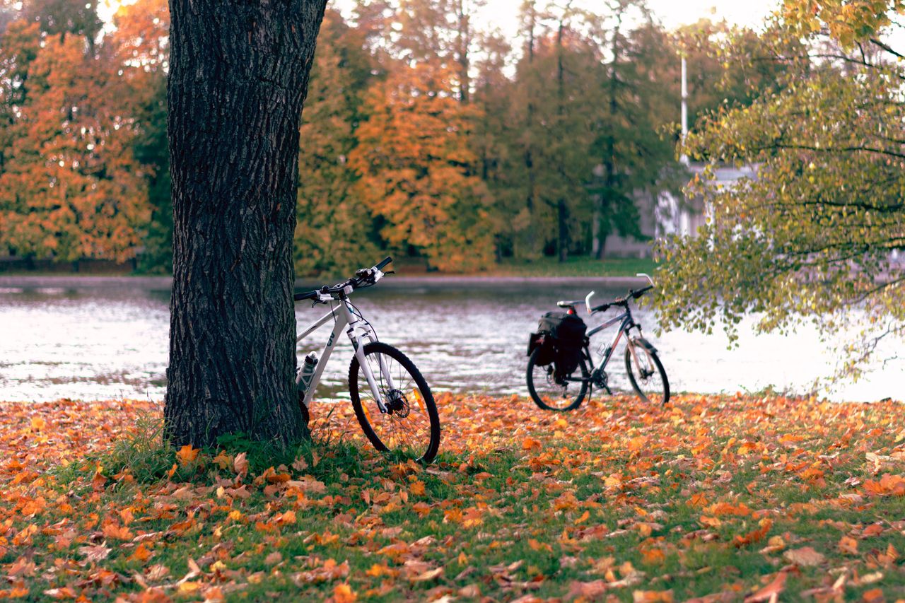 Servicios Two bicycles parked by a river amid fallen autumn leaves. Peaceful outdoor landscape.